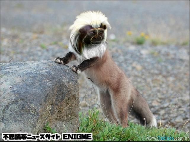 estranho-animais-hibrido-03