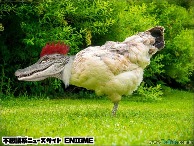 estranho-animais-hibrido-04