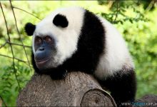 32 animais estranho híbrido produzido no Photoshop 34