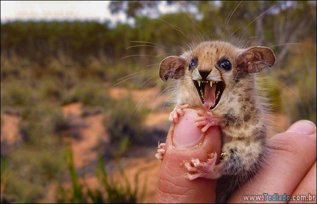 estranho-animais-hibrido-13