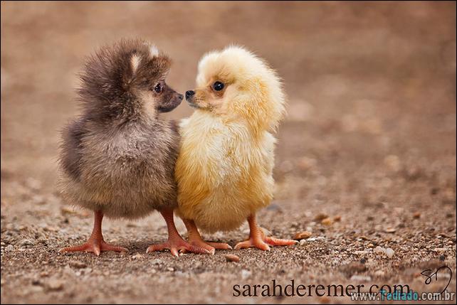 estranho-animais-hibrido-14