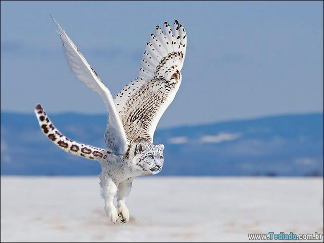 estranho-animais-hibrido-15