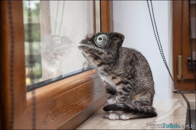 estranho-animais-hibrido-17