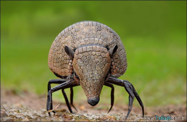 estranho-animais-hibrido-21