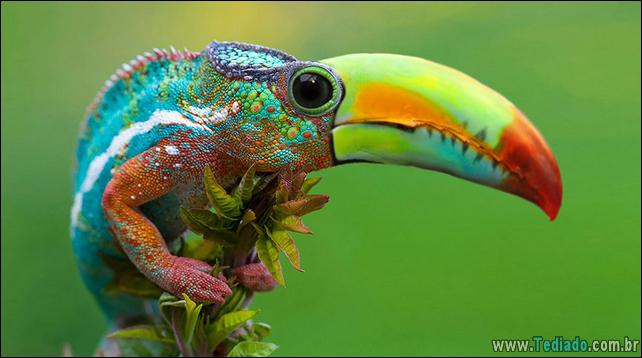 estranho-animais-hibrido-22