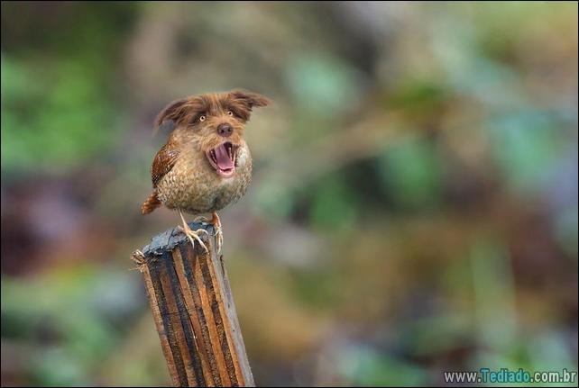 estranho-animais-hibrido-23