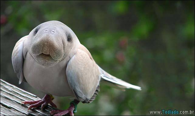 estranho-animais-hibrido-24