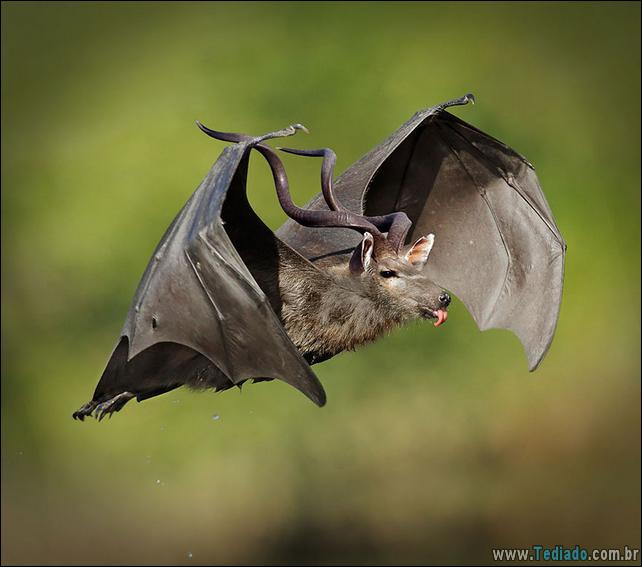 estranho-animais-hibrido-25