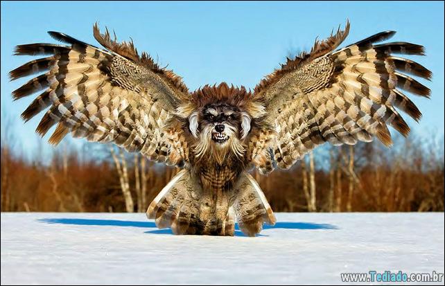 estranho-animais-hibrido-26