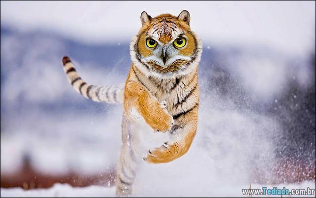 estranho-animais-hibrido-27