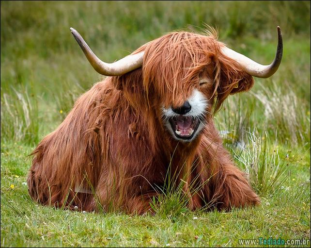 estranho-animais-hibrido-28