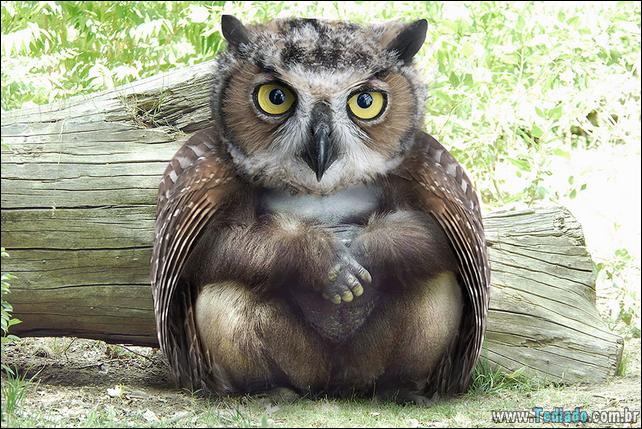 estranho-animais-hibrido-29