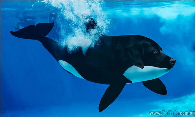 estranho-animais-hibrido-30