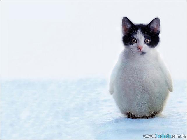 estranho-animais-hibrido-31