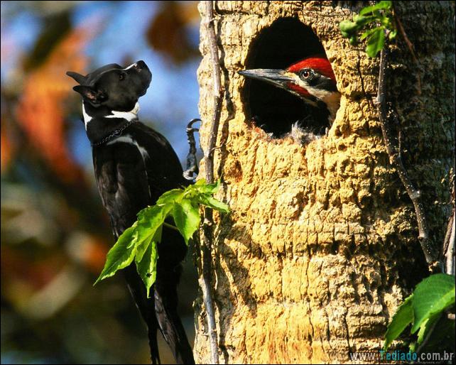 estranho-animais-hibrido-32