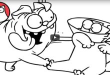 Gato Simon – Vida de cachorro 14