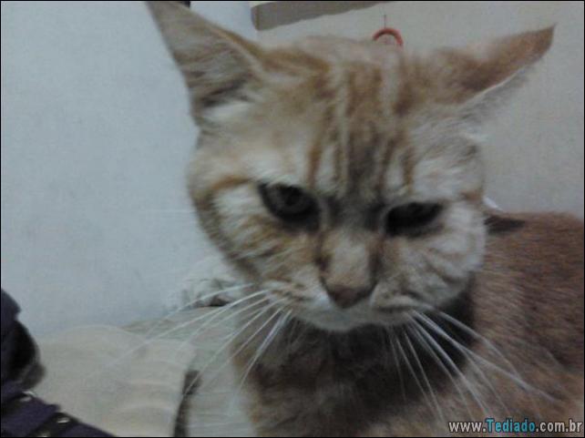 gatos-abelhas-vespas-01