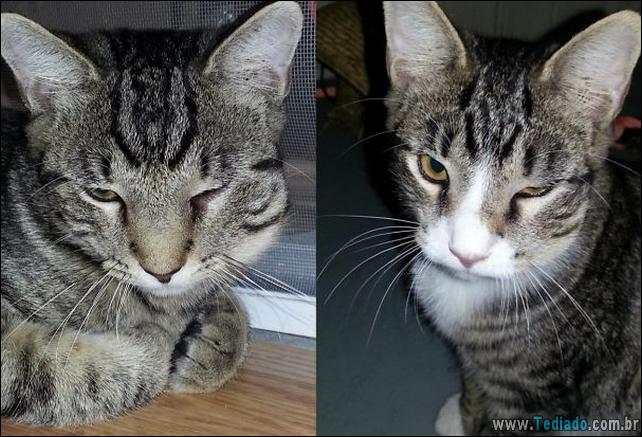 gatos-abelhas-vespas-02