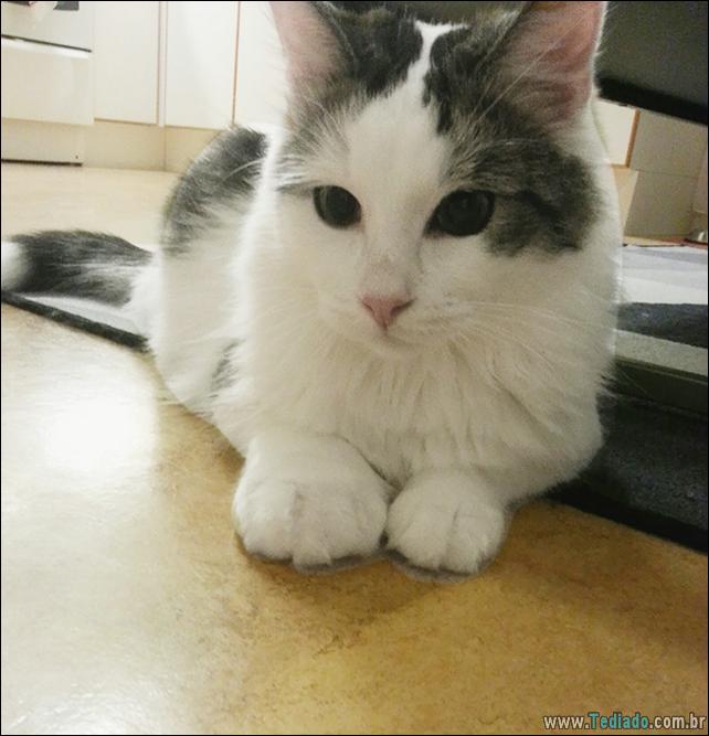 gatos-abelhas-vespas-04