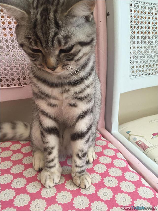 gatos-abelhas-vespas-05