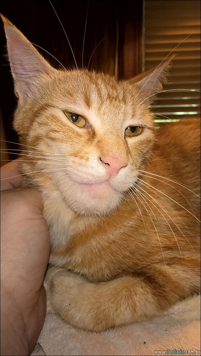 gatos-abelhas-vespas-06