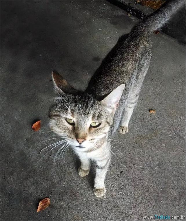 gatos-abelhas-vespas-07