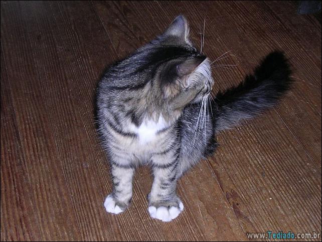 gatos-abelhas-vespas-08