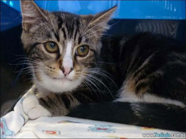 gatos-abelhas-vespas-11