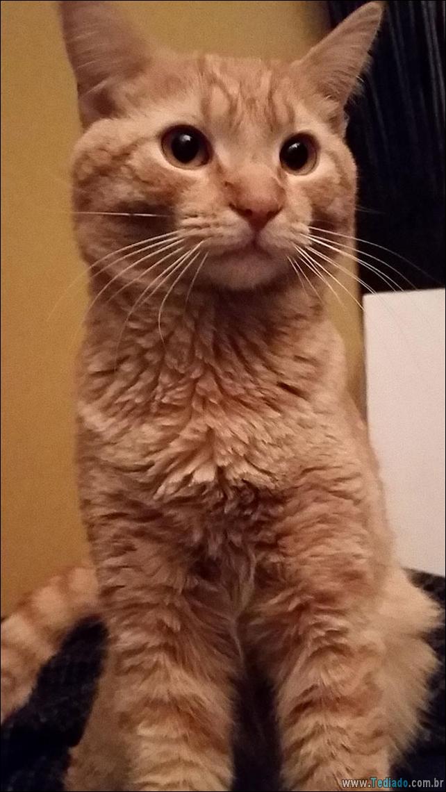 gatos-abelhas-vespas-12