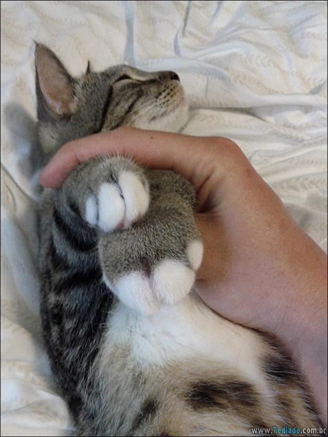 gatos-abelhas-vespas-13