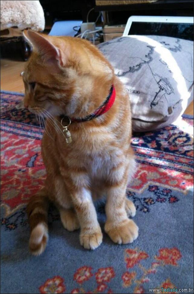 gatos-abelhas-vespas-14