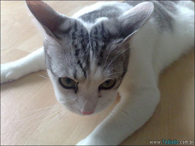 gatos-abelhas-vespas-15