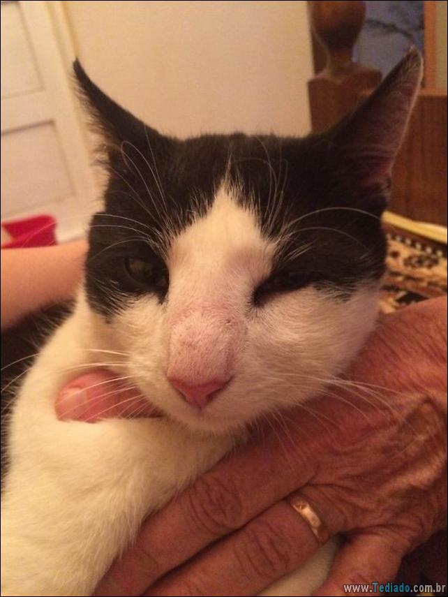 gatos-abelhas-vespas-17