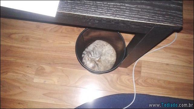 gatos-que-imediatamente-lamentou-suas-escolhas-02