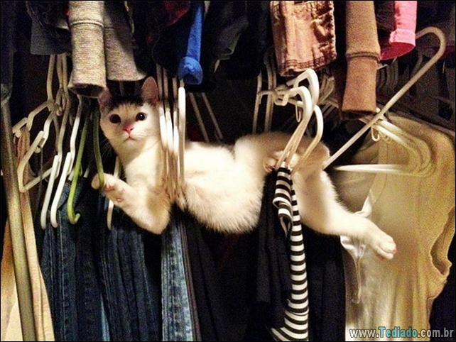 gatos-que-imediatamente-lamentou-suas-escolhas-05