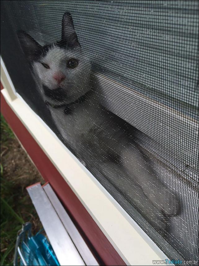 gatos-que-imediatamente-lamentou-suas-escolhas-12