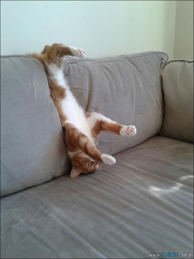 gatos-que-imediatamente-lamentou-suas-escolhas-14