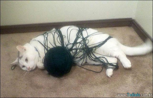 gatos-que-imediatamente-lamentou-suas-escolhas-19