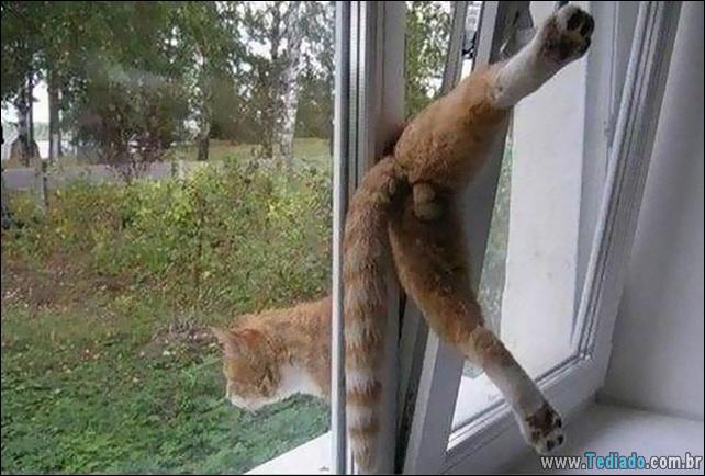 gatos-que-imediatamente-lamentou-suas-escolhas-22