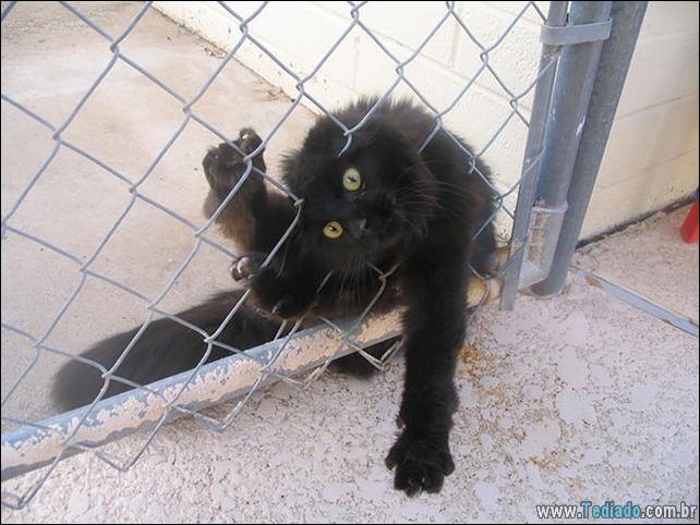 gatos-que-imediatamente-lamentou-suas-escolhas-24