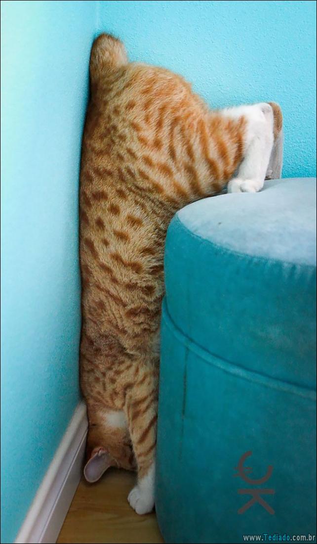 gatos-que-imediatamente-lamentou-suas-escolhas-25