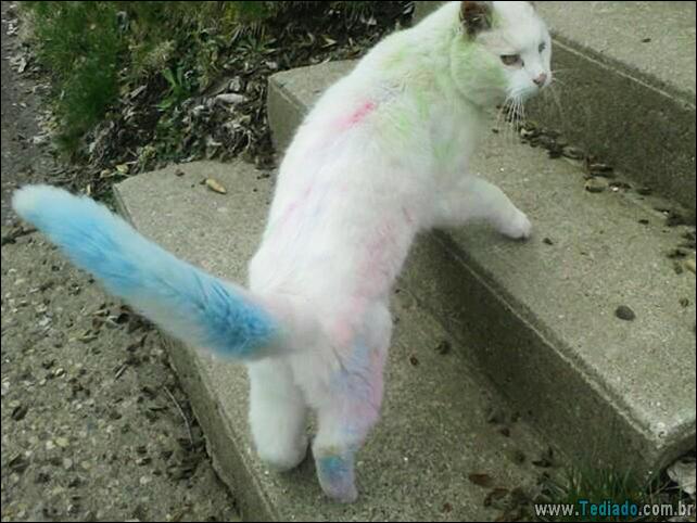 gatos-que-imediatamente-lamentou-suas-escolhas-31
