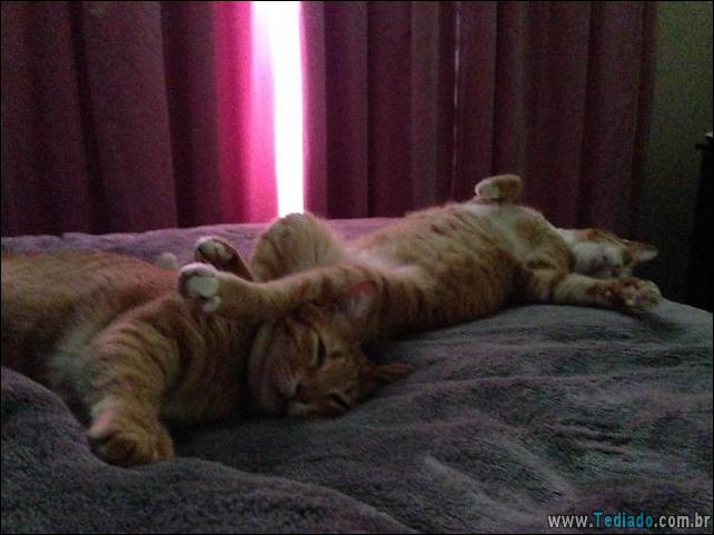 gatos-que-imediatamente-lamentou-suas-escolhas-35