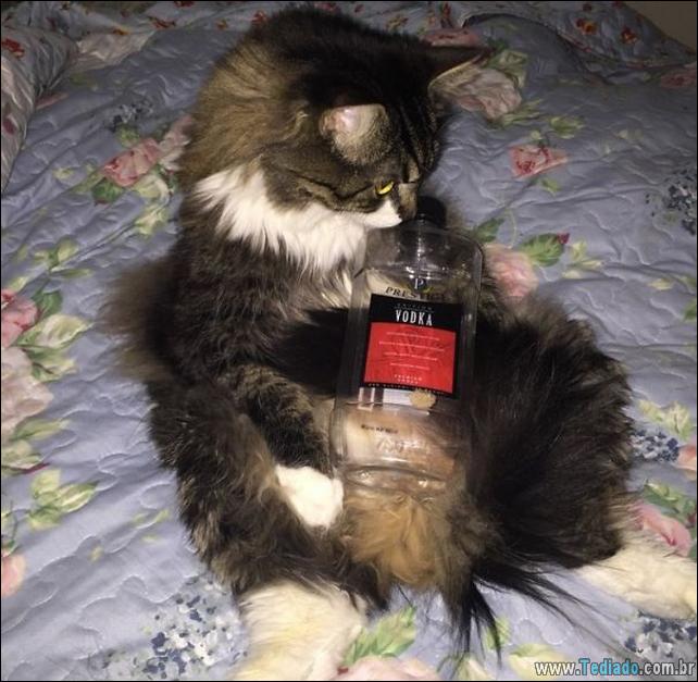 gatos-que-imediatamente-lamentou-suas-escolhas-36