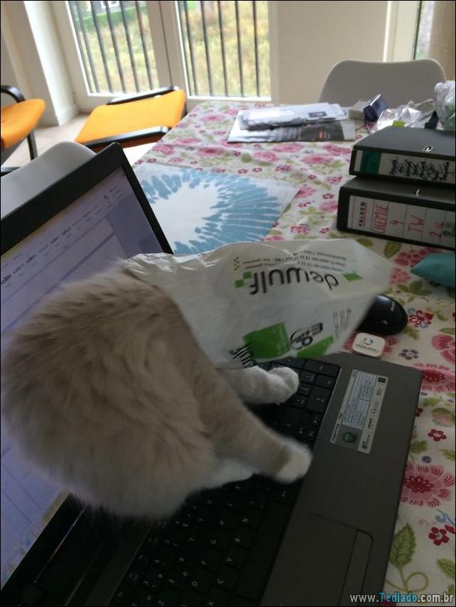 gatos-que-imediatamente-lamentou-suas-escolhas-39