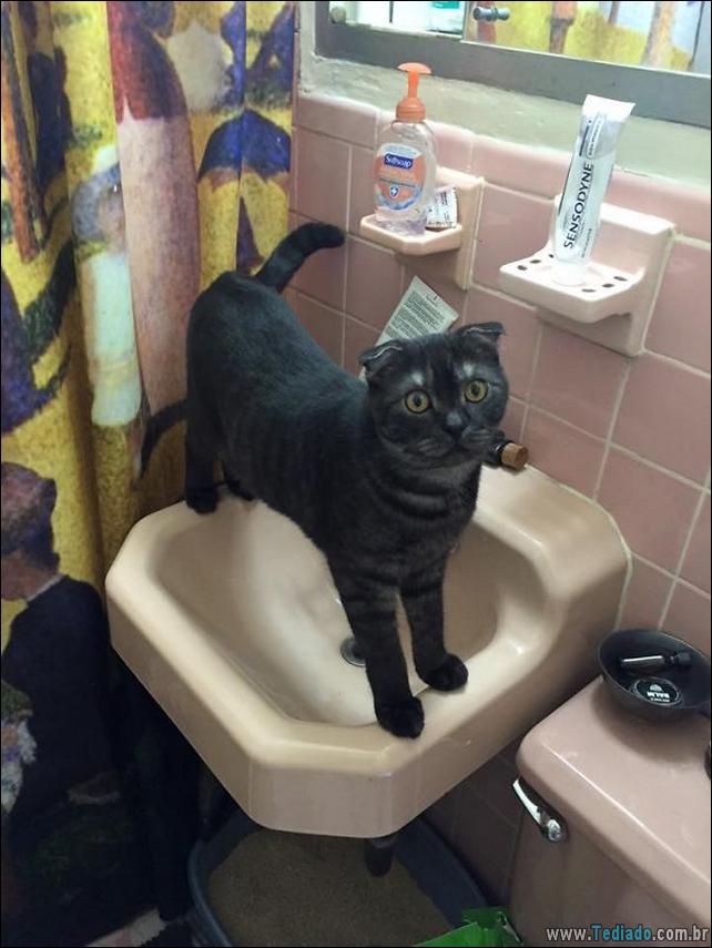 gatos-que-imediatamente-lamentou-suas-escolhas-41