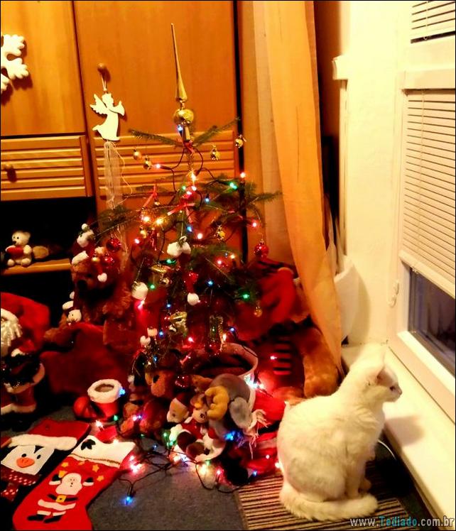 arvore - gatos ajudando a decorar arvore de natal 01 - 30 Gatos que ajuda a decorar arvore de natal - foto gatos-ajudando-a-decorar-arvore-de-natal-01 arvore - gatos ajudando a decorar arvore de natal 01 - 30 Gatos que ajuda a decorar arvore de natal