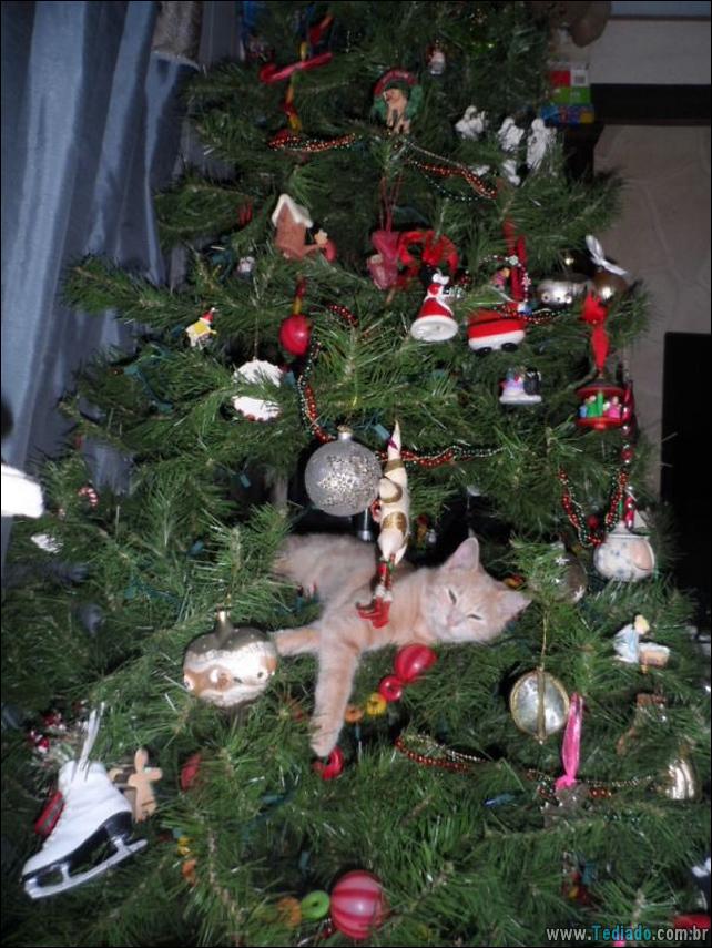 arvore - gatos ajudando a decorar arvore de natal 02 - 30 Gatos que ajuda a decorar arvore de natal - foto gatos-ajudando-a-decorar-arvore-de-natal-02 arvore - gatos ajudando a decorar arvore de natal 02 - 30 Gatos que ajuda a decorar arvore de natal