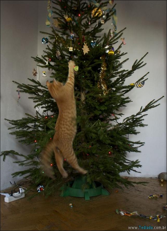 arvore - gatos ajudando a decorar arvore de natal 03 - 30 Gatos que ajuda a decorar arvore de natal - foto gato arvore - gatos ajudando a decorar arvore de natal 03 - 30 Gatos que ajuda a decorar arvore de natal