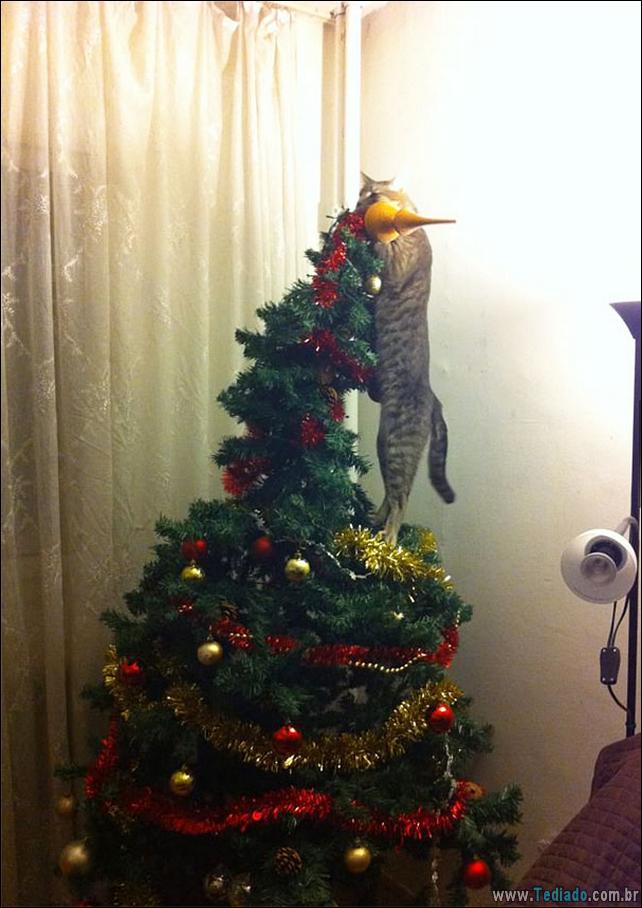 gatos-ajudando-a-decorar-arvore-de-natal-05